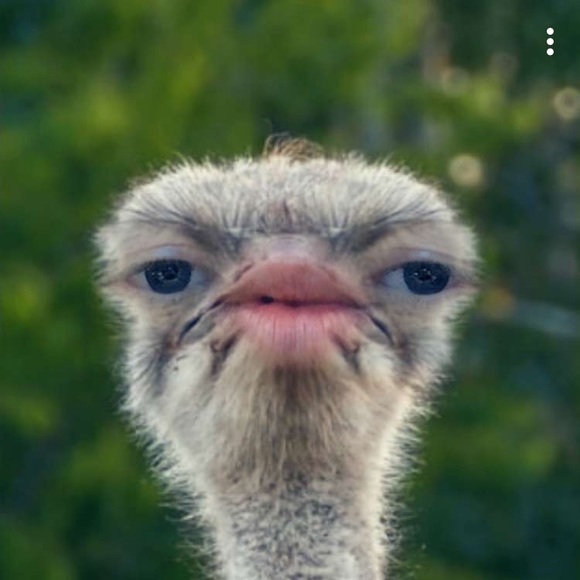 Meet your Posher, Otis - Picture 1 of 1